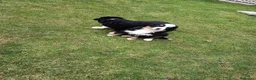 Boyero de Berna perros en venta: BOYERO DE BERNA - Anuncio 6