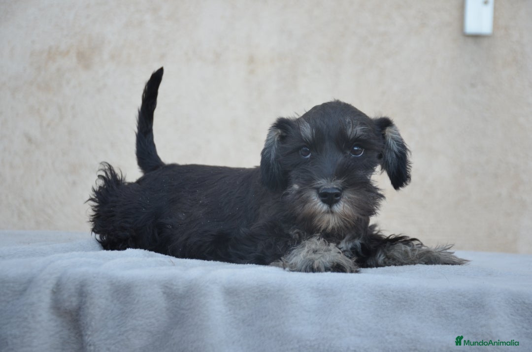 Schnauzer Miniatura perros en venta: Schnauzer miniatura  - Imagen 2
