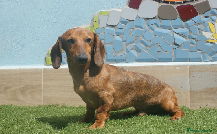 Teckel Miniatura perros - Anuncio 16
