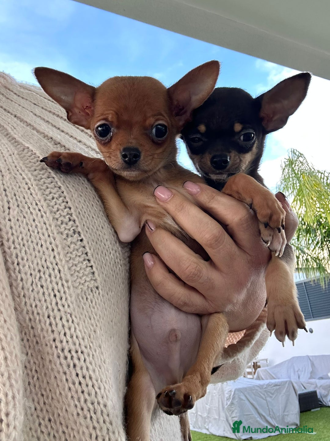 Chihuahua perros en venta: Chihuahua miniatura  - Anuncio 3