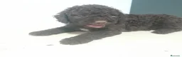 Perro de Agua Español perros en venta: PERRO DE AGUA - Anuncio 2