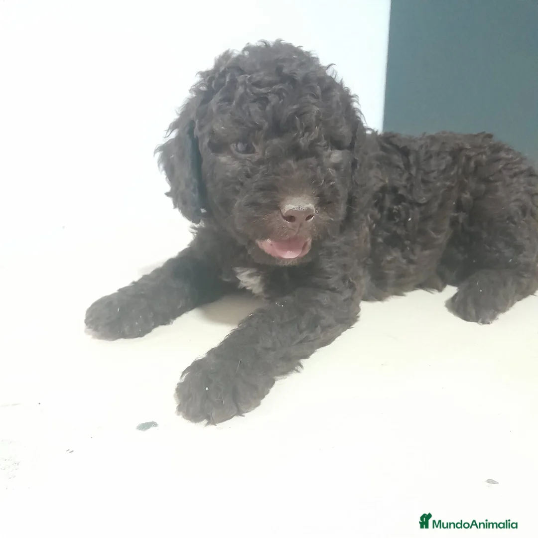 Perro de Agua Español perros en venta: PERRO DE AGUA - Anuncio 2