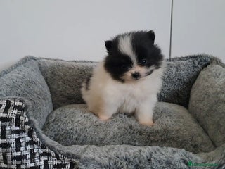 Pomerania perros Lulu de Pomerania Mini Particolor - Anuncio 26