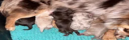 Chihuahua perros en venta: CHIHUAHUAS DE PELO LARGO THE LUXE PUPPYS - Anuncio 1