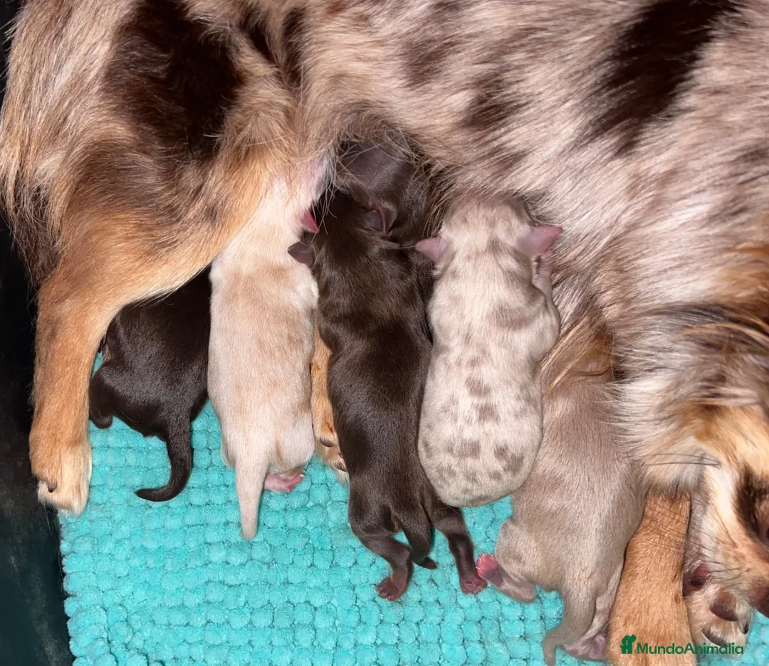 Chihuahua perros en venta: CHIHUAHUAS DE PELO LARGO THE LUXE PUPPYS - Anuncio 1