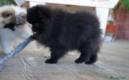 Pomerania perros en venta: 🐾 Monk – Pomerania negro mini toy 🌑 - Imagen 4