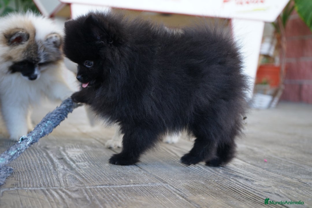 Pomerania perros en venta: 🐾 Monk – Pomerania negro mini toy 🌑 - Imagen 4