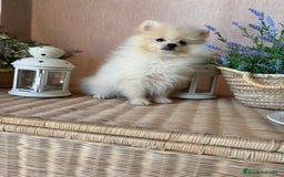 Pomerania perros en venta: Pomerania Macho con todas las vacunas!! - Anuncio 5