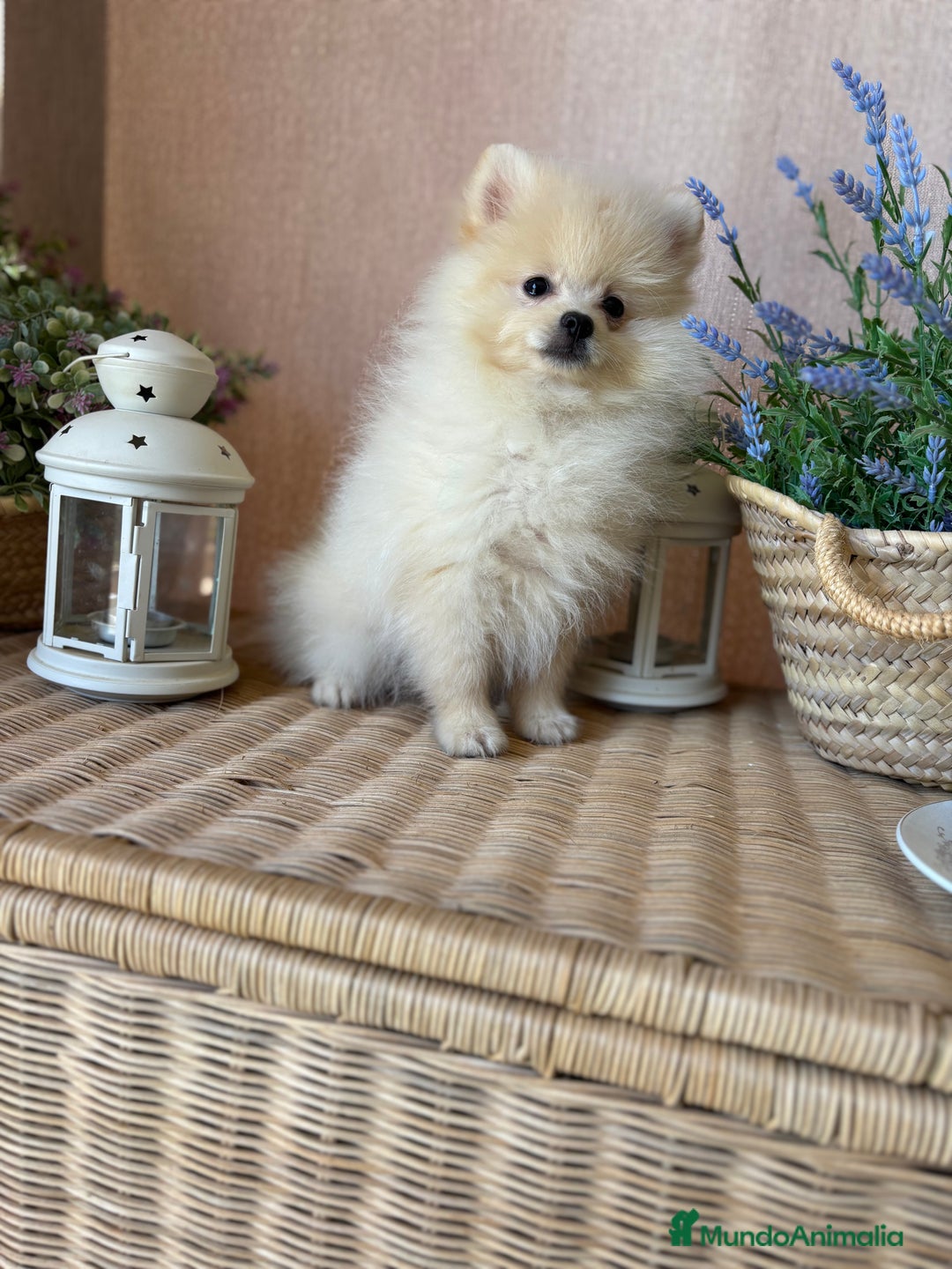 Pomerania perros en venta: Pomerania Macho con todas las vacunas!! - Anuncio 5