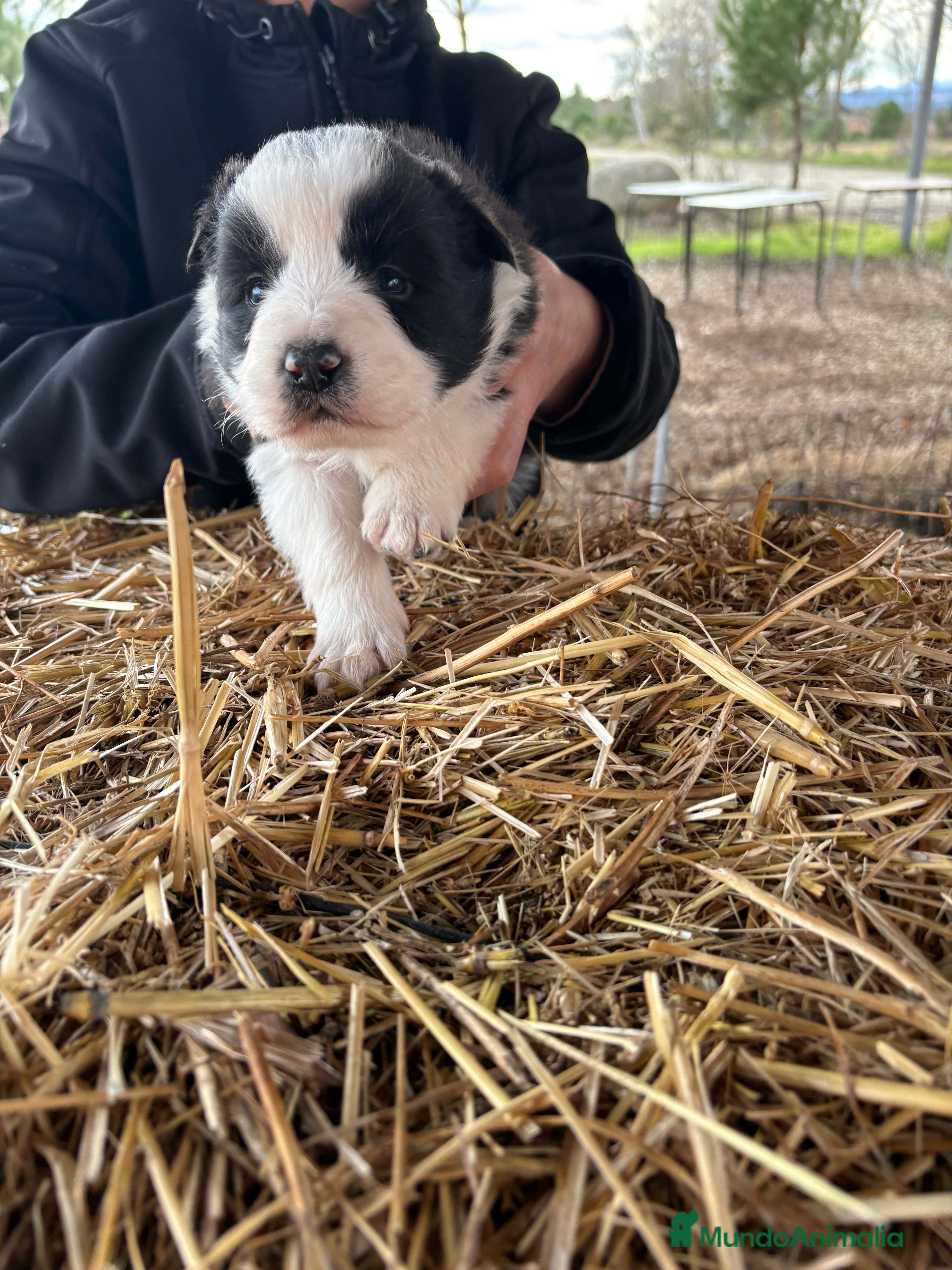 Border Collie perros Preciosa hembra de border collie  - Anuncio 2