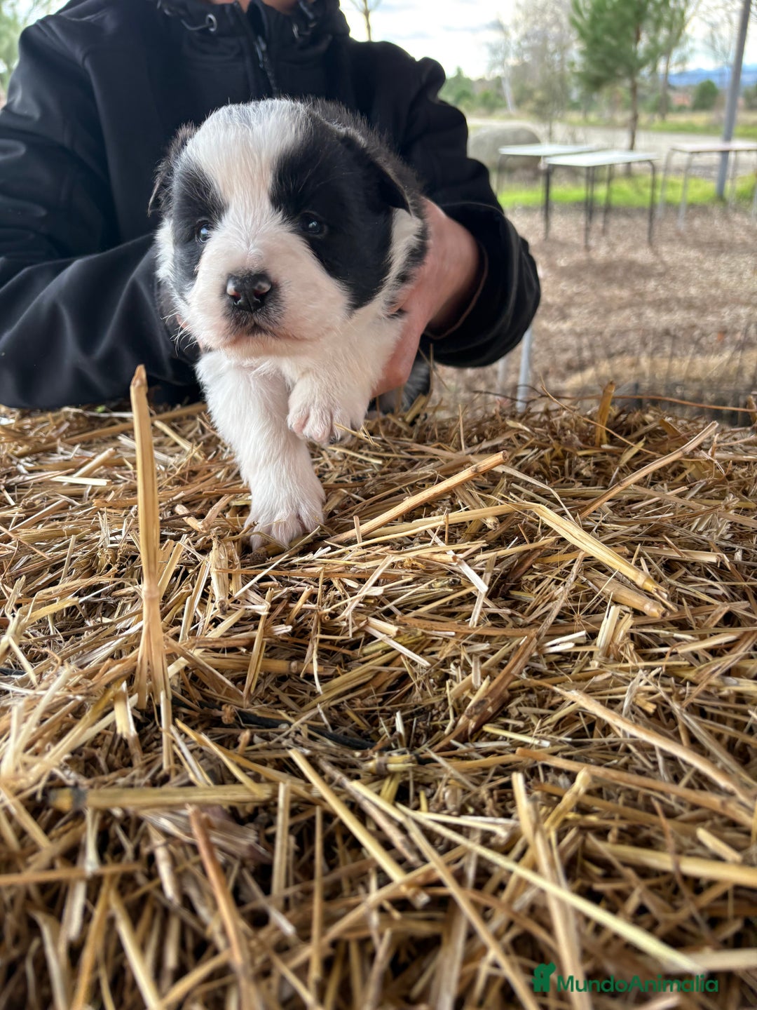Border Collie perros en venta: Preciosa hembra de border collie  - Anuncio 2