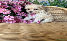 Maltipoo perros en venta: Maltipoo hembra toy fotos actuales  - Imagen 4