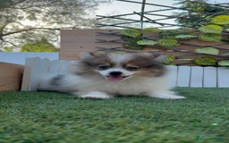 Pomerania perros en venta: POMERANIA MACHO. PRECIO REAL. Envio a toda España. - Imagen 1