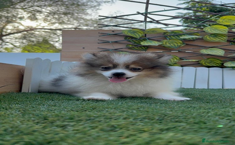 Pomerania perros - Propaganda 2