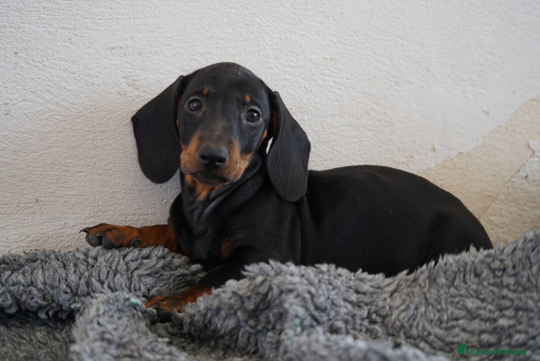 Teckel Miniatura perros en venta: 🐾 CONOCE A GINA UNA PEQUEÑA TECKEL MINIATURA 🖤 - Imagen 5