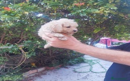Caniche Toy perros en venta: CANICHES CALIDAD Y SELECCIÓN  - Imagen 2