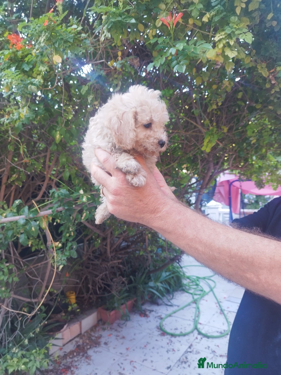 Caniche Toy perros en venta: CANICHES CALIDAD Y SELECCIÓN  - Imagen 2