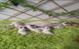 Jack Russell Terrier perros en venta: JACK RUSSELL TERRIER PATA CORTA - Imagen 3