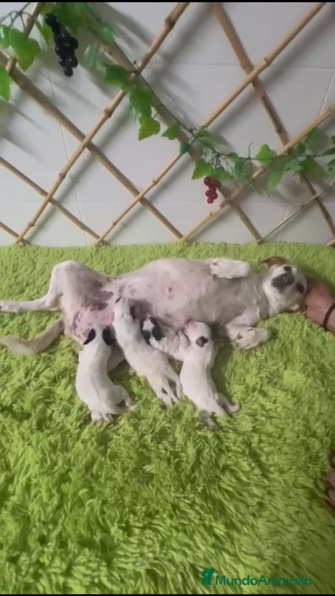 Jack Russell Terrier perros en venta: JACK RUSSELL TERRIER PATA CORTA - Imagen 3