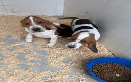 Basset Hound perros en venta: Último BASSET HOUND  - Anuncio 2