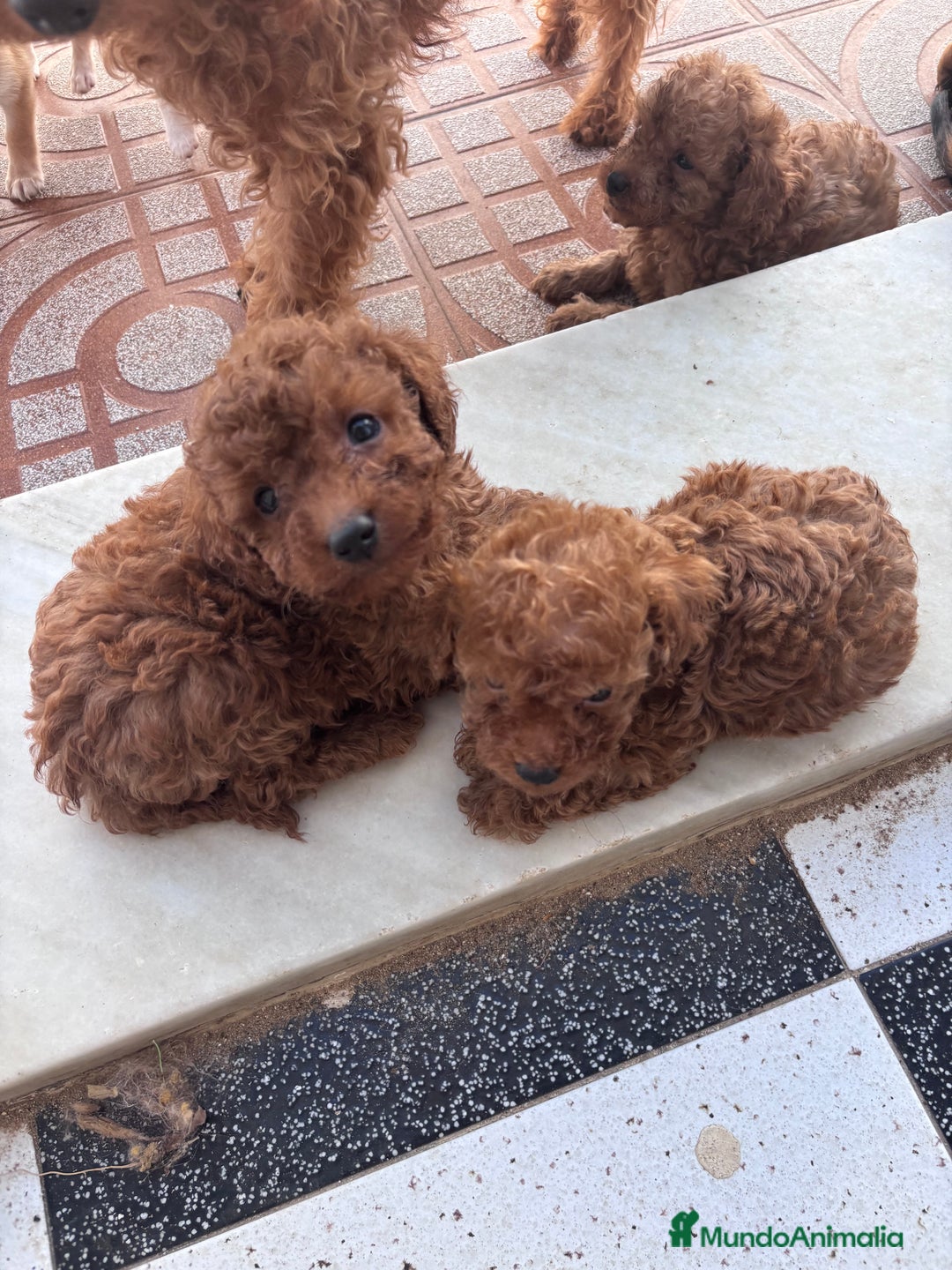 Caniche Toy perros en venta: Excelente camada de caniche rojo toy.  - Imagen 5