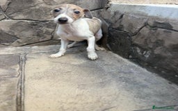 Whippet perros en venta: Whippet  - Imagen 11