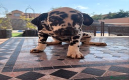 Dálmata perros en venta: Dalmata - Imagen 3