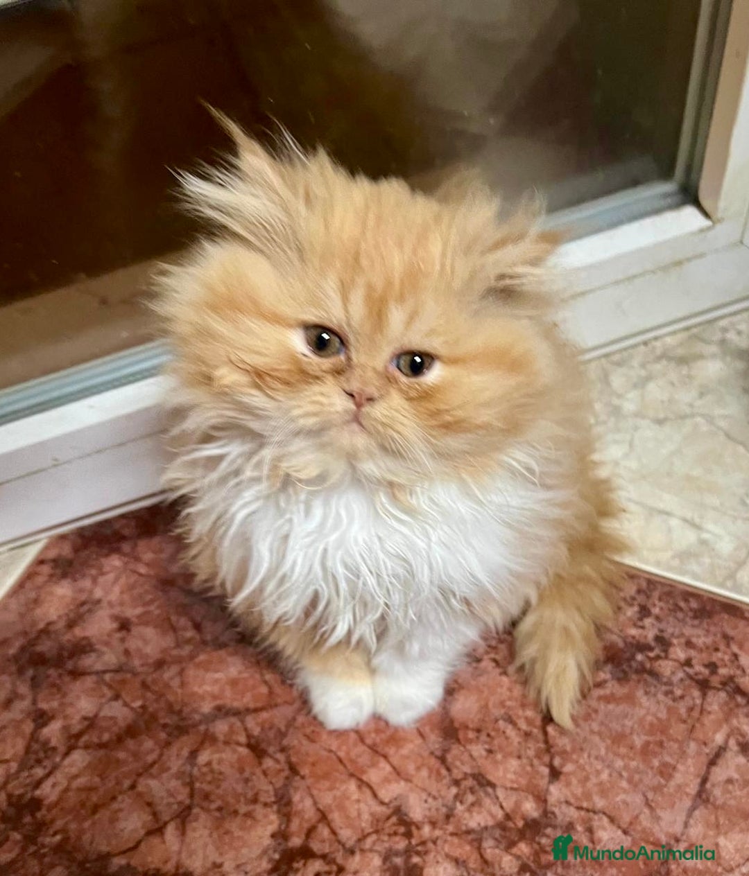 Persa gatos en venta: Gatitos persa chatos - Anuncio 4