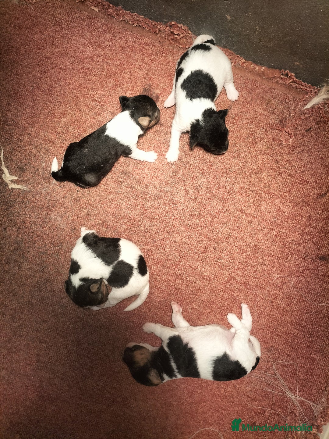 Fox Terrier de Pelo Duro perros en venta: Fox terrier  - Anuncio 1