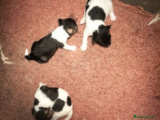 Fox Terrier de Pelo Duro perros Fox terrier - Anuncio 1