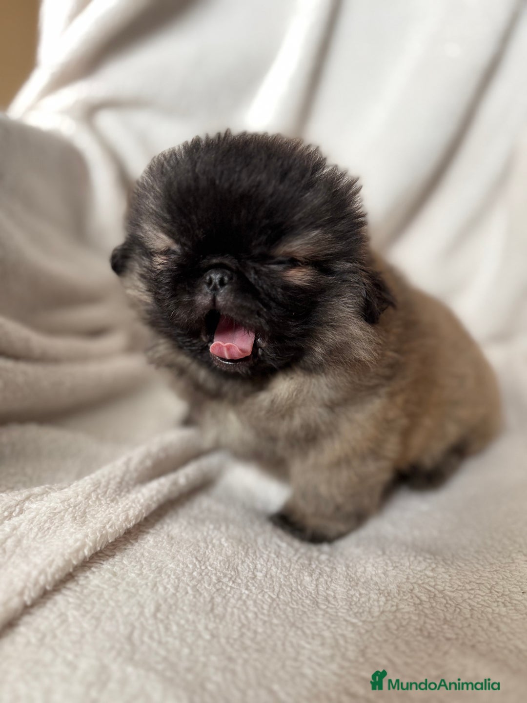 Pekinés perros en venta: Precioso machito de Pekines Imperial - Imagen 5