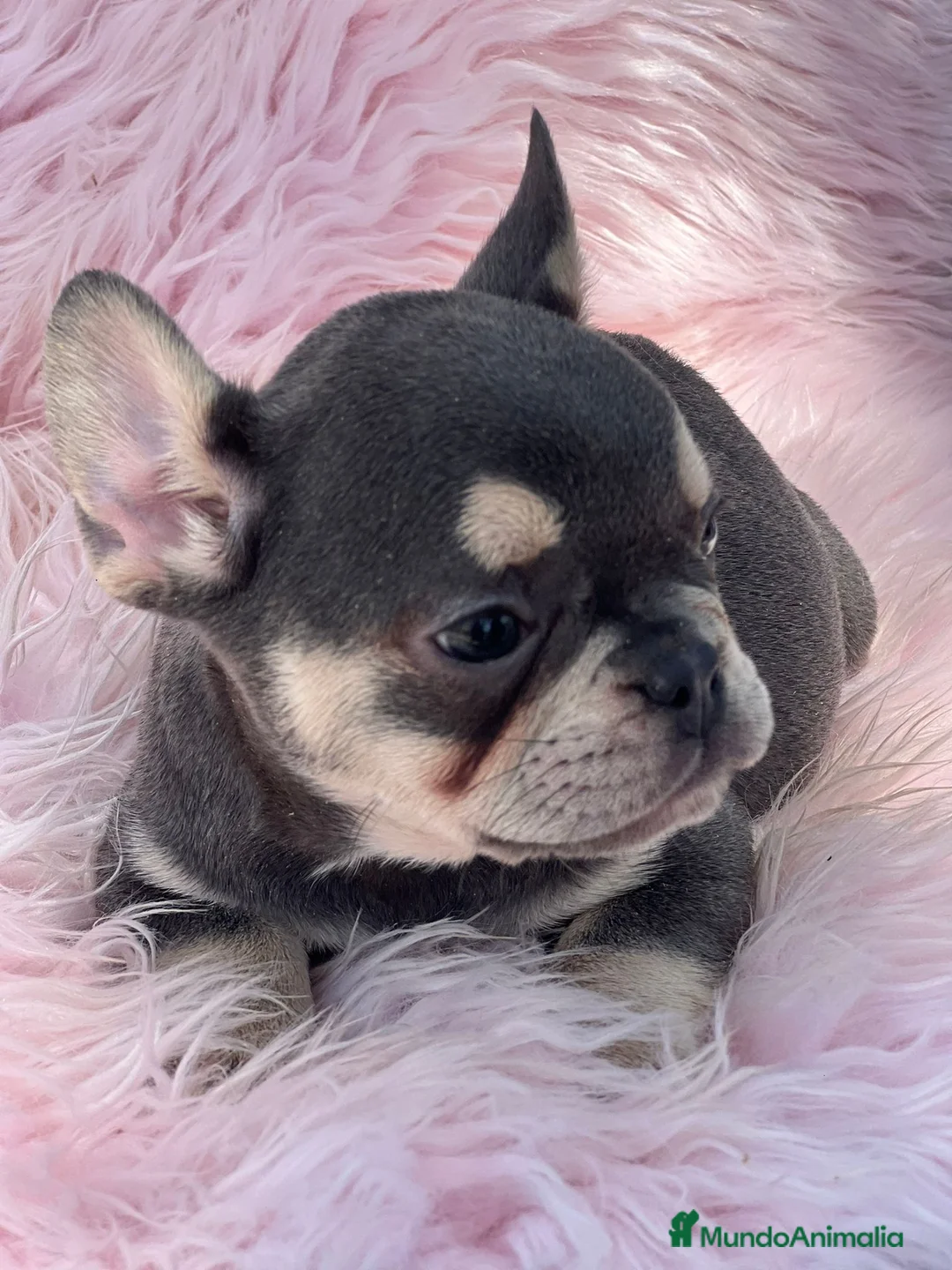 Bulldog Francés perros en venta: Bulldog francés blue and tan - Anuncio 4