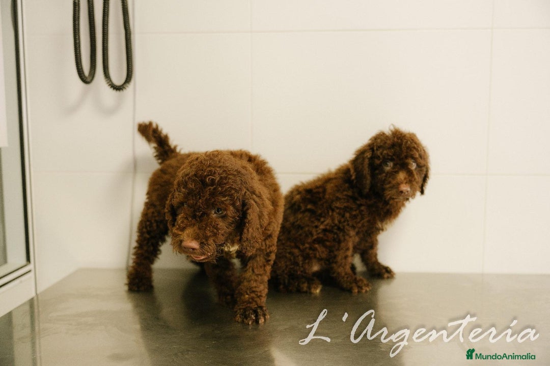 Perro de Agua Español perros en venta: camada perro de agua  - Imagen 8
