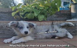 Border Collie perros en venta: Border collie - Imagen 5