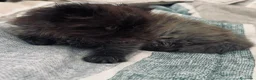 Persa gatos en venta: Persa UNICO smoke ahumado - Anuncio 2