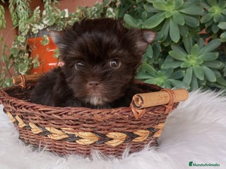 Yorkshire Terrier perros - Anuncio 13