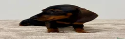 Teckel Miniatura perros en venta: Teckel miniatura - Anuncio 18