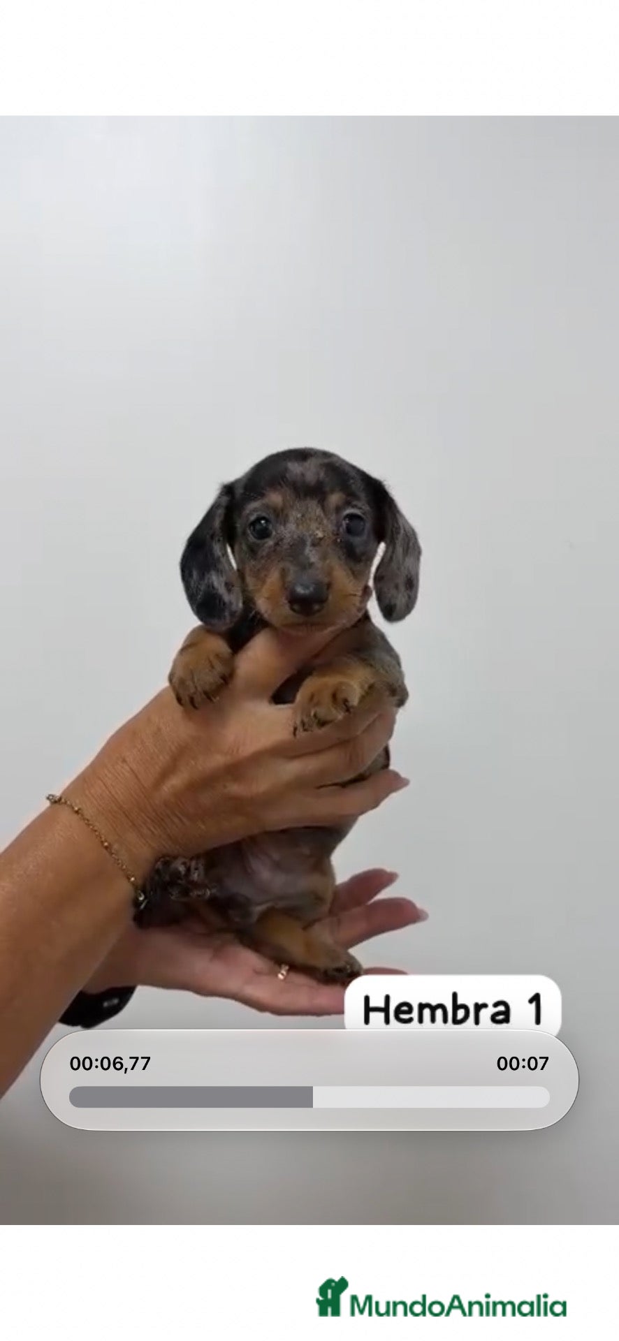 Teckel Miniatura perros PRECIOSA TECKEL MINI ARLEQUÍN HEMBRA! 💕🐶 - Anuncio 1