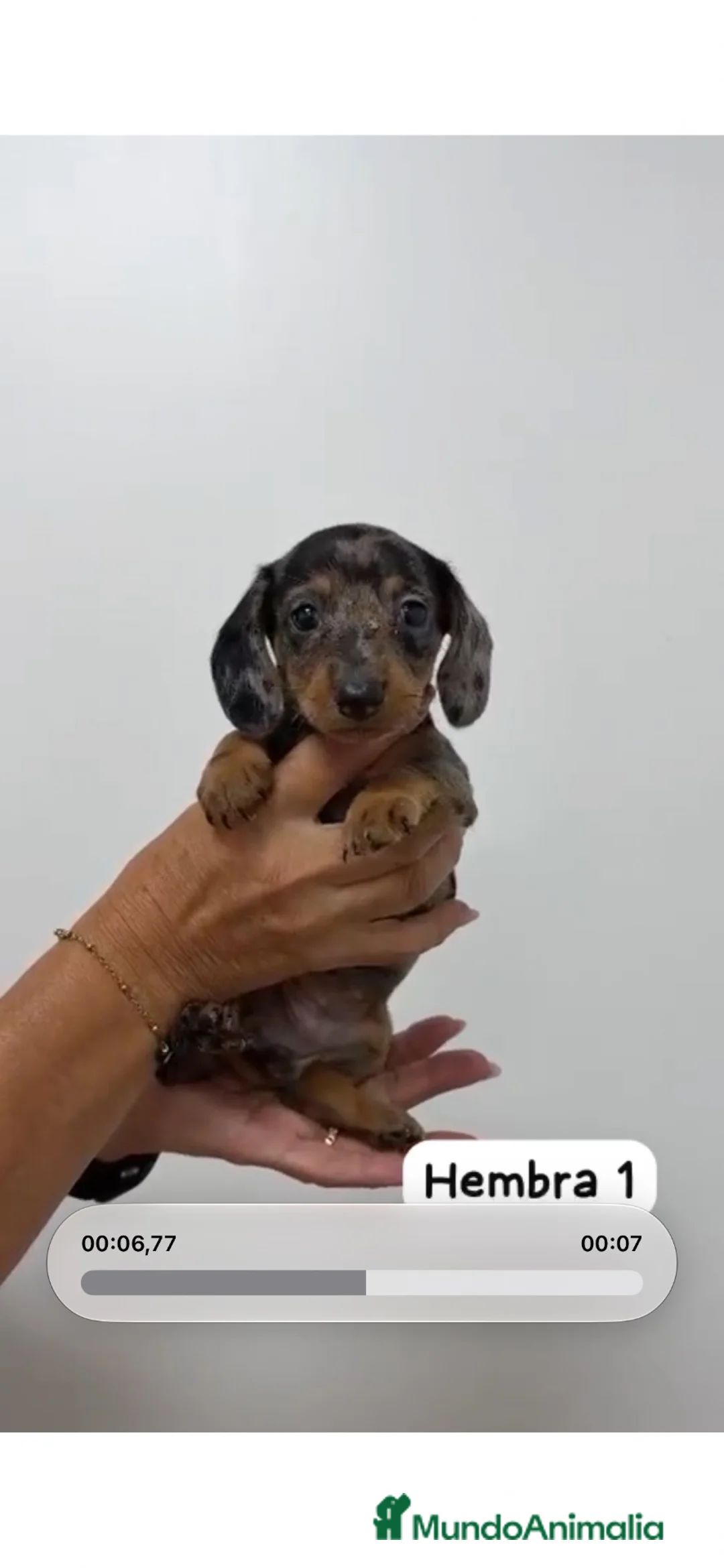 Teckel Miniatura perros en venta: PRECIOSA TECKEL MINI ARLEQUÍN HEMBRA! 💕🐶 - Anuncio 1