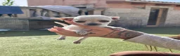 Chihuahua perros en venta: Chihuahua toy - Anuncio 1