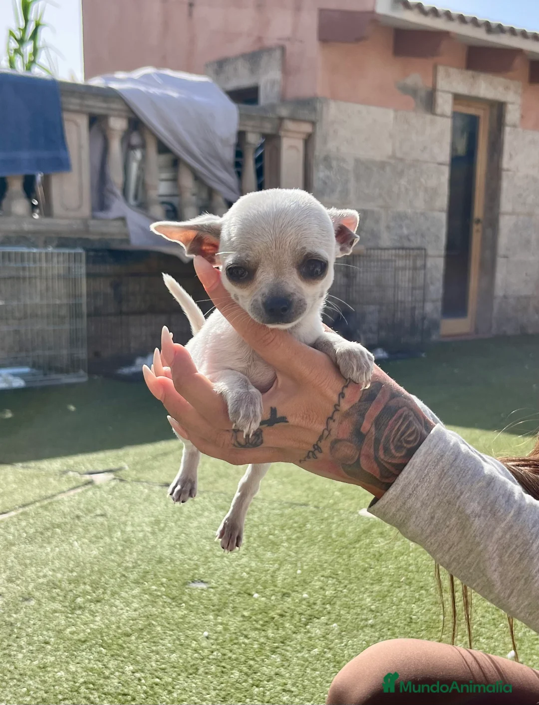 Chihuahua perros en venta: Chihuahua toy - Anuncio 1