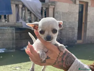 Chihuahua perros Chihuahua toy - Anuncio 1