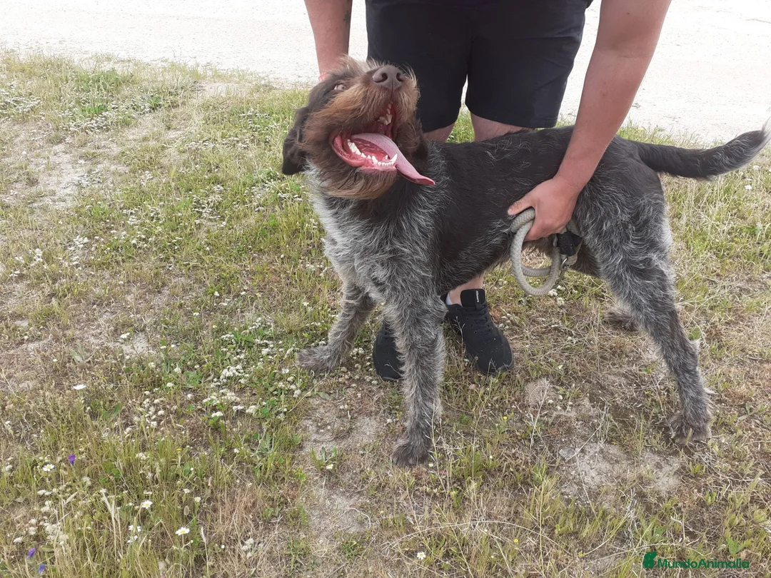 Braco Alemán de Pelo Duro perros en venta: Cachorros de Drahthaar  - Anuncio 8