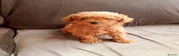 Caniche Toy perros en venta: Caniche toy - Anuncio 3