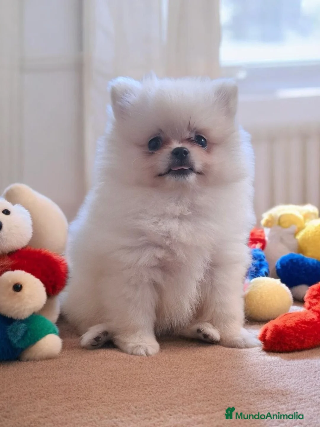 Pomerania perros en venta: Pomerania - Anuncio 1