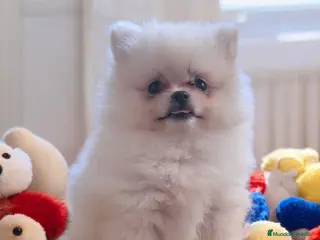 Pomerania perros Pomerania - Anuncio 1