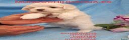 Bichón Maltés perros en venta: IMPRECIONANTES CACHORRITOS DE BICHON MALTES - Anuncio 1
