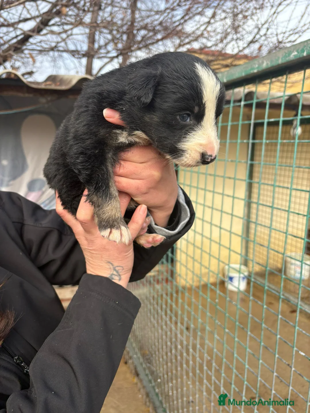 Border Collie perros en venta: Cachorro de Border Collie macho negro  - Anuncio 12