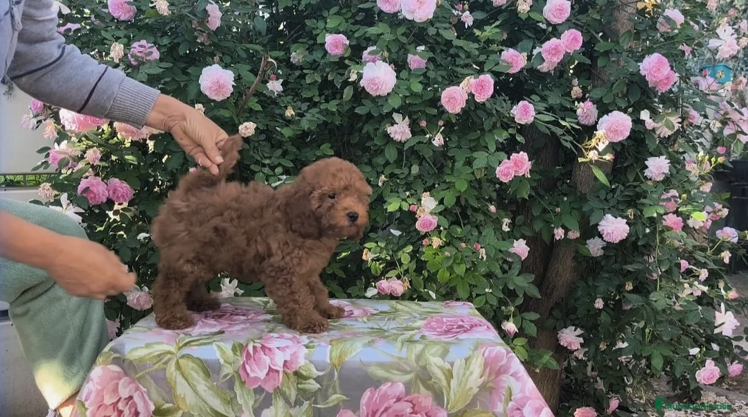 Caniche Toy perros en venta: Caniches toy rojos  - Anuncio 2