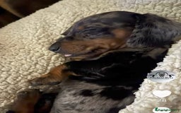 Teckel Miniatura perros en venta: Cachorros teckel arlequin chocolate  - Anuncio 6